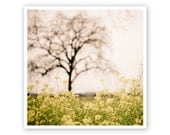 Landscape Photograph - golden mustard yellow flower meadow  - pale pink mauve pastel - spring wildflowers 8x8 - Field of Gold