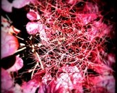 LIFE'S LITTLE GEMS - one 8 x 8 fine art photography print