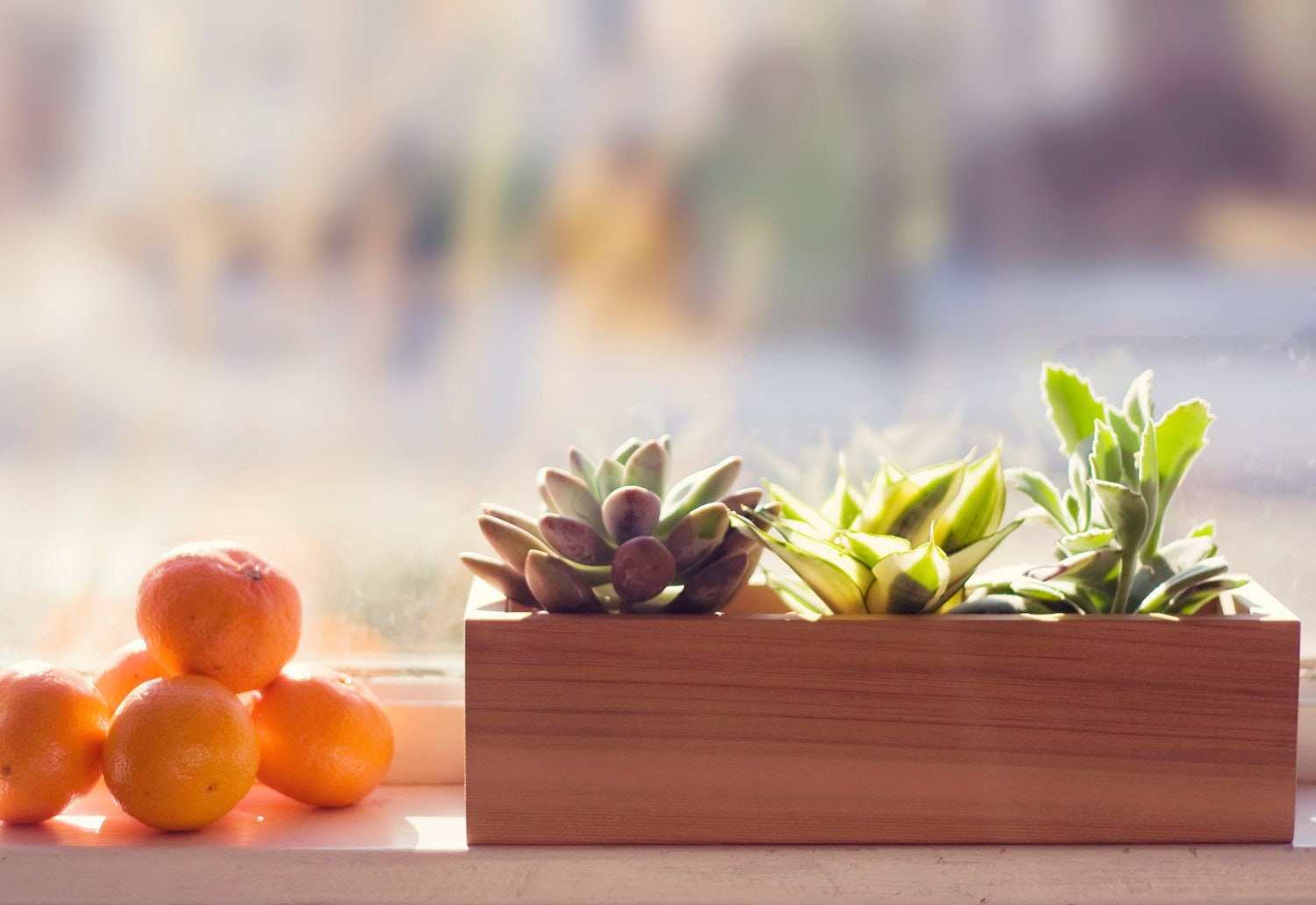 Succulent Planter Box