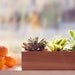 Succulent Planter Box