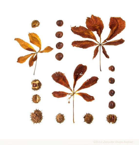 Woodland series No.3 - 8 x 8 photograph - horse chestnut leaves, burrs, and nuts, Maine woods