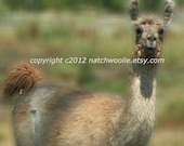FARM CARDS - BABS - the llama - Set of 5 folded with envelopes 5 X 7