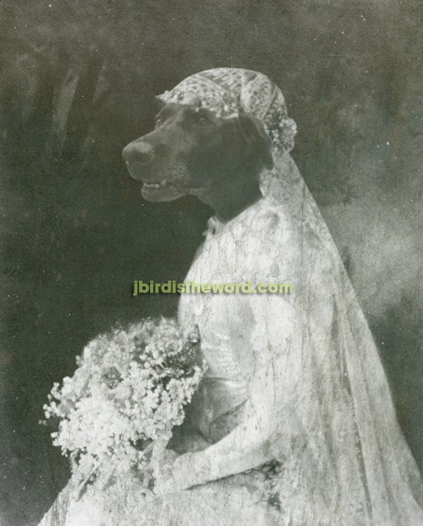 5x7 Custom Vintage Antique photograph rendering of your pet FREE SHIPPING in the USA