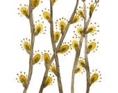willow catkins botanical giclee art print