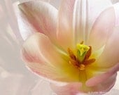 Flower Photography -Pink Tulip -8x10 Print -Home Decor Art -Pale Pink -Spring Flower -Gifts for Her -Colorado Fine Art Photography