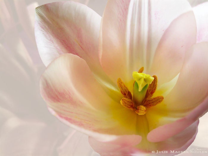 Flower Photography -Pink Tulip -8x10 Print -Home Decor Art -Pale Pink -Spring Flower -Gifts for Her -Colorado Fine Art Photography