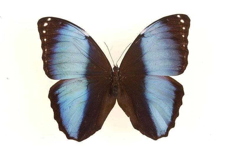 Butterfly Wing Shape