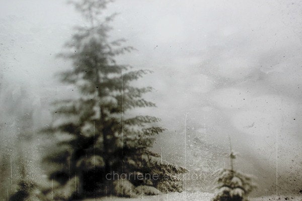 Winter Photography, Art, Tree, Snow, Christmas,White,Black,Snow,Fits an 8x10 Frame
