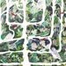 Espaliered - Large Archival Print