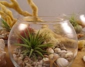 Tillandsia Air Plant DIY Terrarium Boxed Gift Set