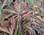 Kalanchoe Tubiflora Pink Butterflies CUTTING, Variegated Mother of Thousands Succulent Plant