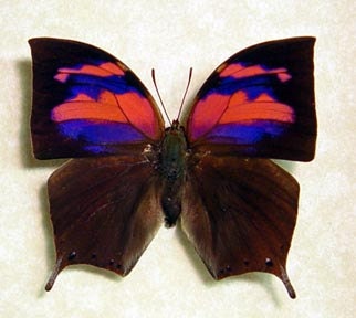 Anaea Nessus Real Framed Pink Purple Butterfly 510