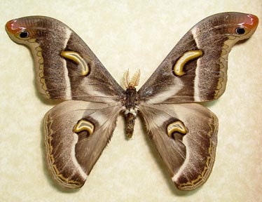 Epiphora Ploetzi Real Giant African Framed Silk Moth Crescent Moons Cameroon 8106