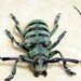Anoplophora Medembachi Blue Longhorn Beetle Real Framed 8086