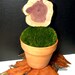 Large Mood moss for a 6-7 inch terra Cotta pot-Terrarium Moss-Live Moss