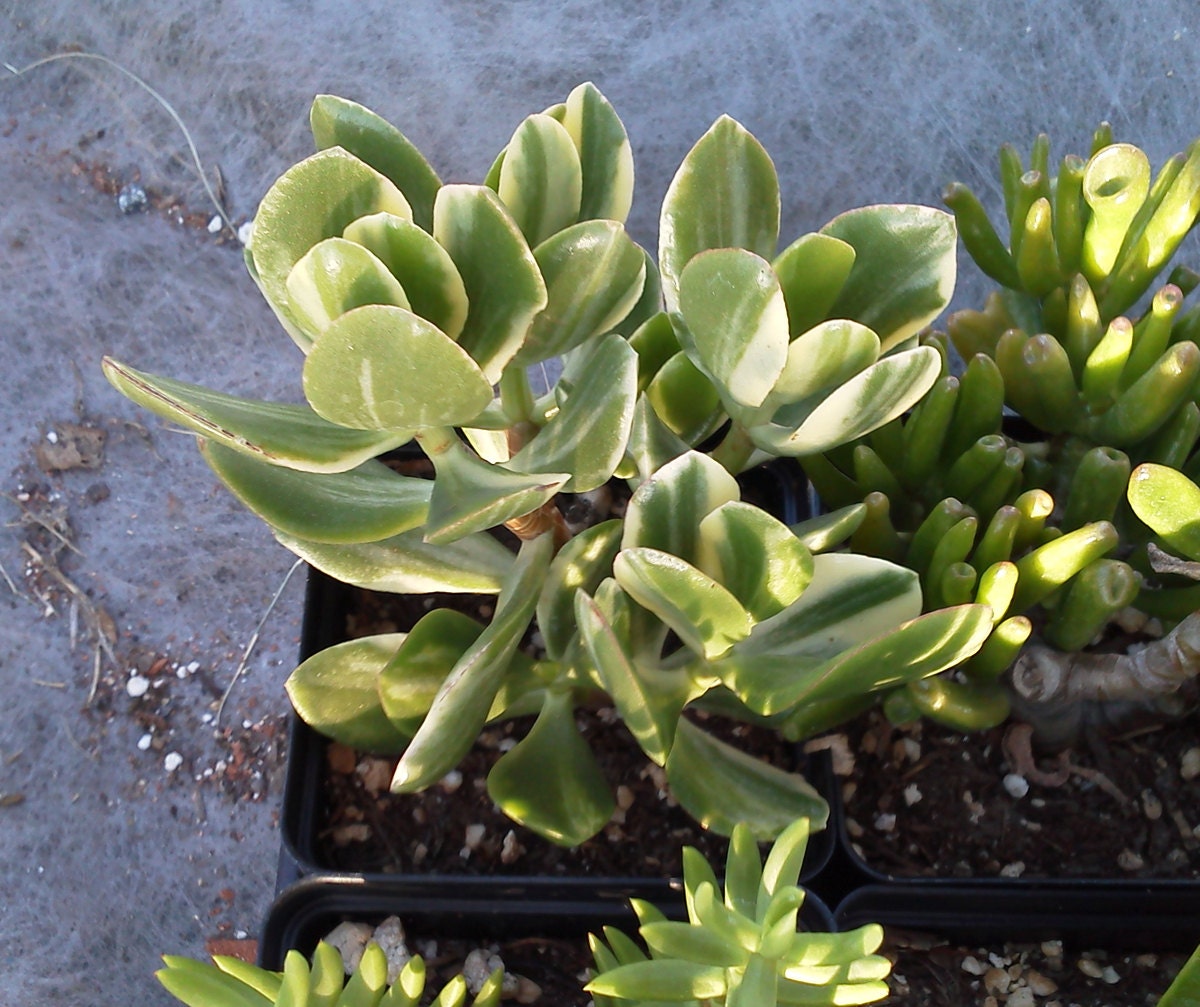 variegated jade succulent plant 3 5 by thesucculentgarden variegated jade succulent plant 3 5 by thesucculentgarden