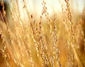 Autumn Grass Photograph - Amber Wheat - gold yellow grass plant harvest fall brown cream green white tan