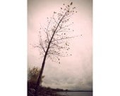 Tree No. 4 - 8x12 Original Signed Fine Art Photograph