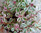Sedum spurium 'Tricolor' -      Succulent Plant      Stonecrop