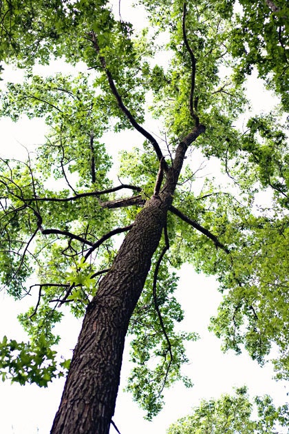 35% off SALE Tree photography, green leaves, summer photo, brown trunk, bark, white sky, men dude, colorful photograph fine art print - ACE