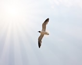 Animal Photography, bird photo, nature minimal minimalist flying, blue sky, sun rays, white, summer wall art home decor for her - Fine Art