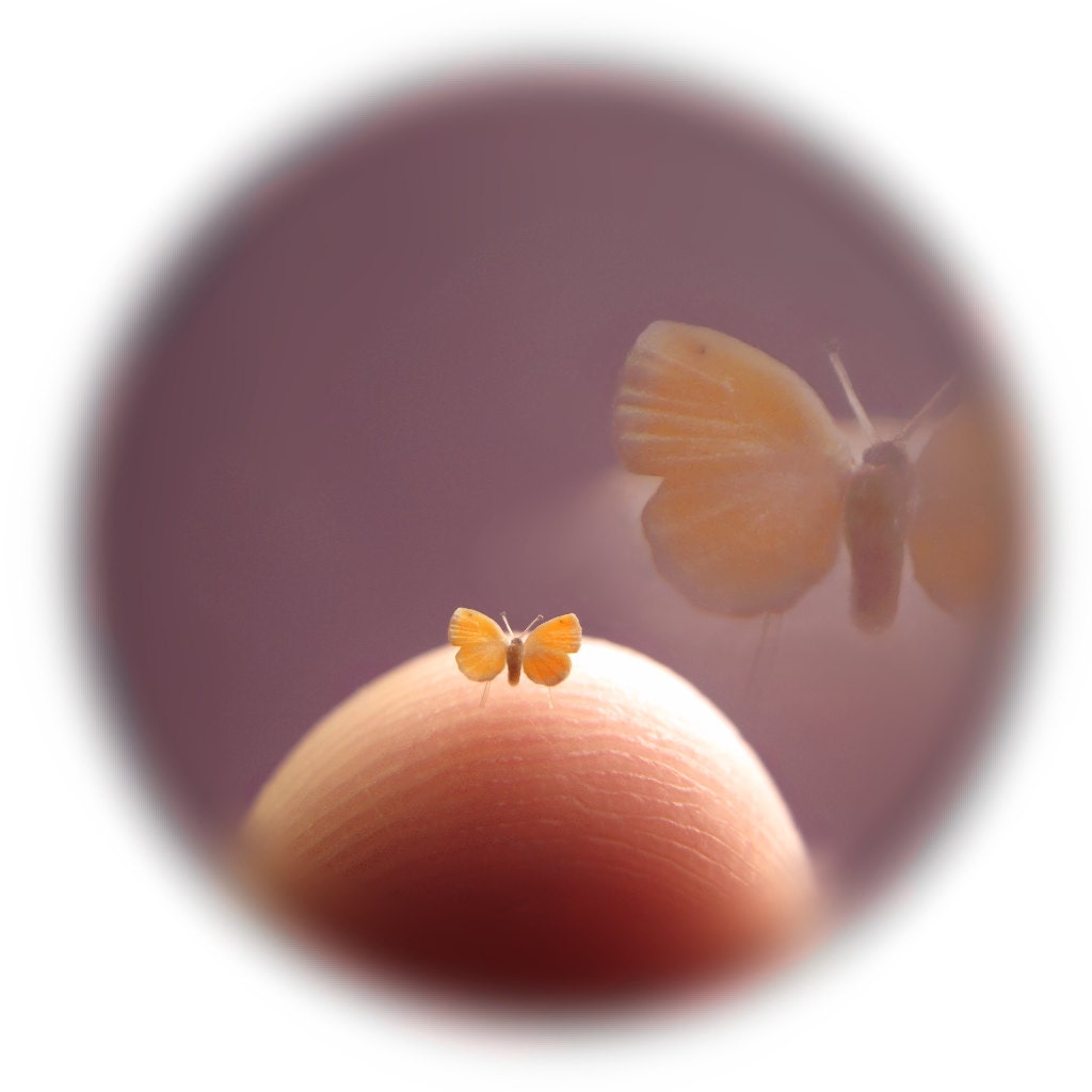 Still-Life Ringlet Butterfly in Dollhouse Miniature Scale - 3/32" Wingspan
