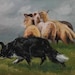 Border Collie Herding Sheep (Working) - 8x10 print