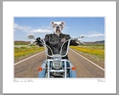 Born to be Wild, 11 X 14 matted photograph of American Bulldog on his Harley-Davidson motorcycle