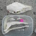 Whitetail Doe Skull - Odocoileus virginianus- Project Skull No. Z4