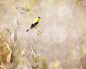 Dreamy Nature Photo, Goldfinch Bird, Yellow, Bokeh, Bird Photograph, Home Decor, 8x8 Fine Art Print - TheShutterbugEye