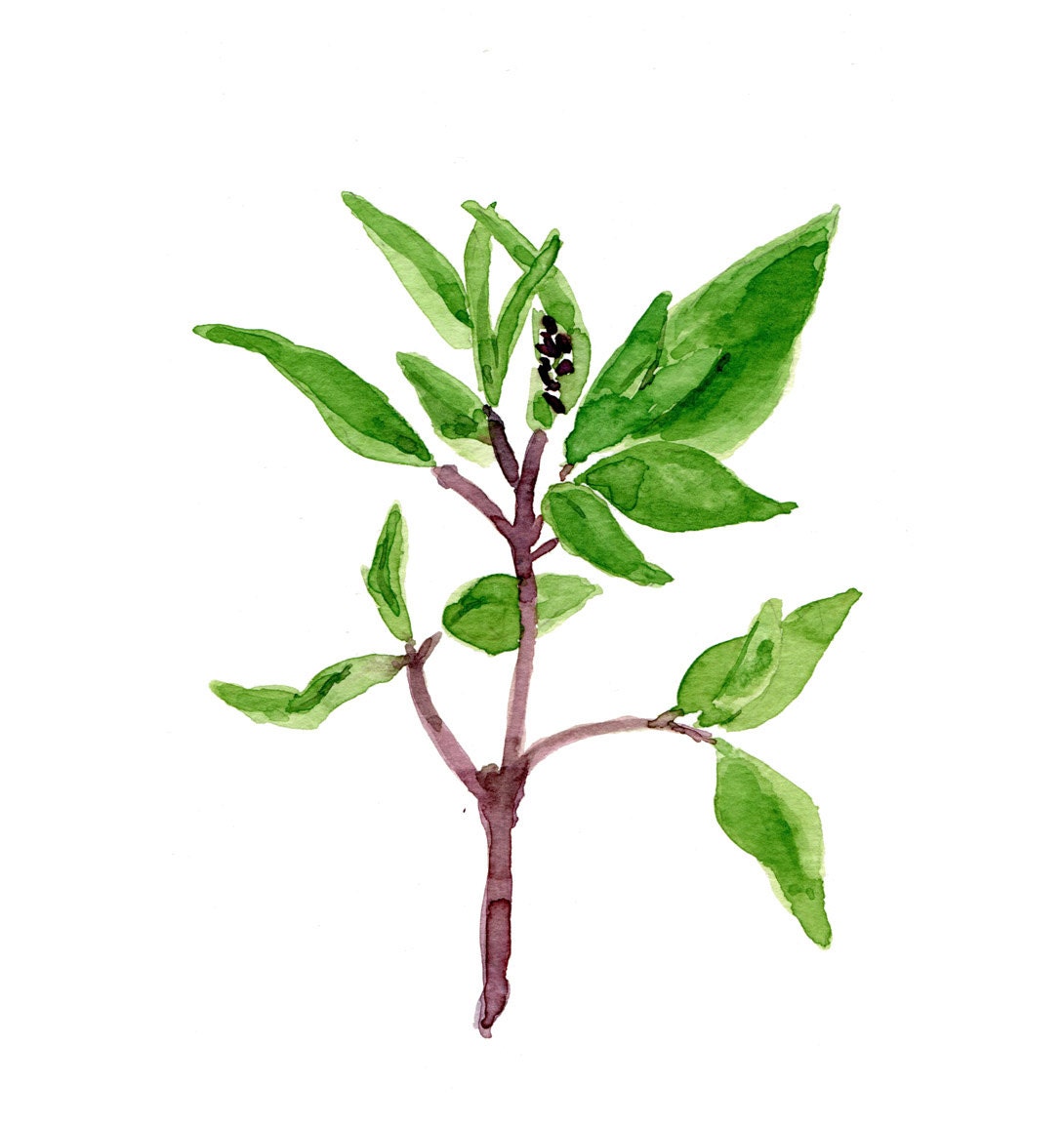 Basil art  Print of original watercolor painting, herb, botanical, kitchen art ,green, home decor, minimalist