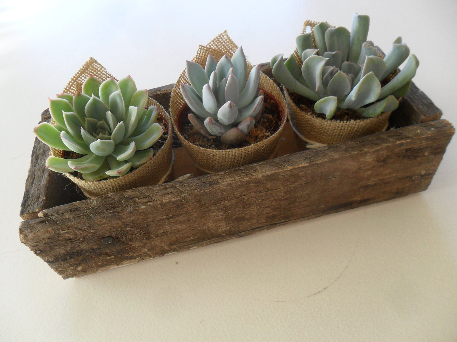 Succulent Centerpiece, Great For Rustic Weddings, Centerpiece, Cocktail Parties, Mothers Day And Other Special Events, Housewarming Gift