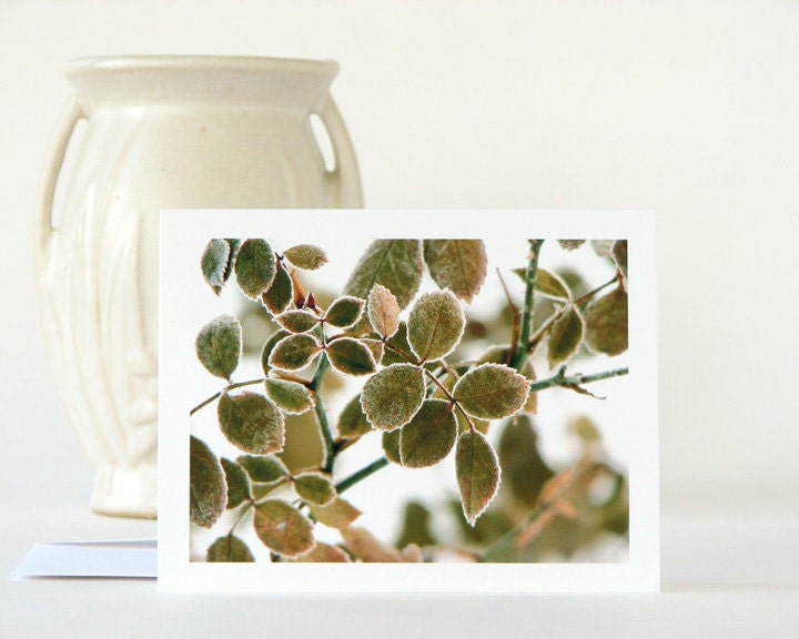 Nature Photography Note Card Frosted Rose Leaves, olive green tan botanical fine art winter photo notecard blank stationery