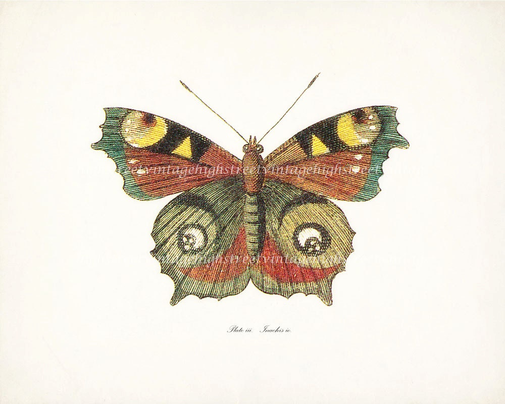 Antique Butterfly Illustration Plate iii Natural History Wall Decor Art Print 10 x8