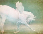 White horse with angel wings Fantasy surreal whimsical 8x12 fine art photography - Angel Horse
