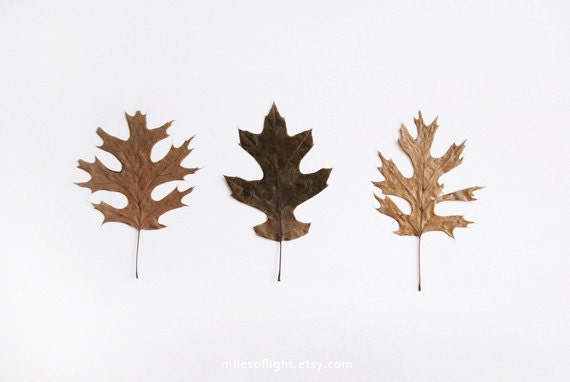Autumn Leaves - 8x10. Fine Art Photographic Natural History Print. Minimal simple style. Natural Home Decor. Indoor garden botanical