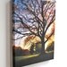 Morning Star Tree...16x20 gallery wrap canvas / fine art giclee print / nature photograph