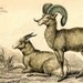 1836 rocky mountain sheep original antique animal print engraving