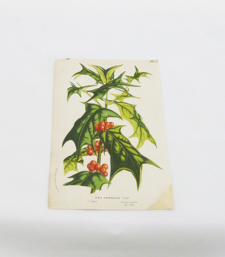 Vintage Botanical Print - Chinese Holly