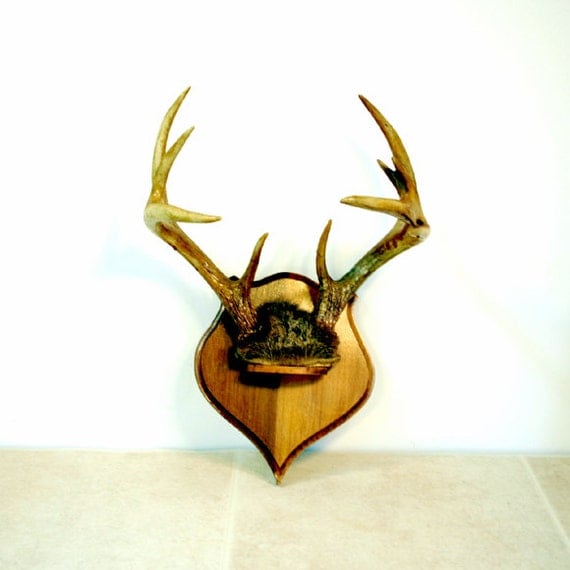 Vintage Deer Antler Mount With Skull Cap By Conceptfurnishings