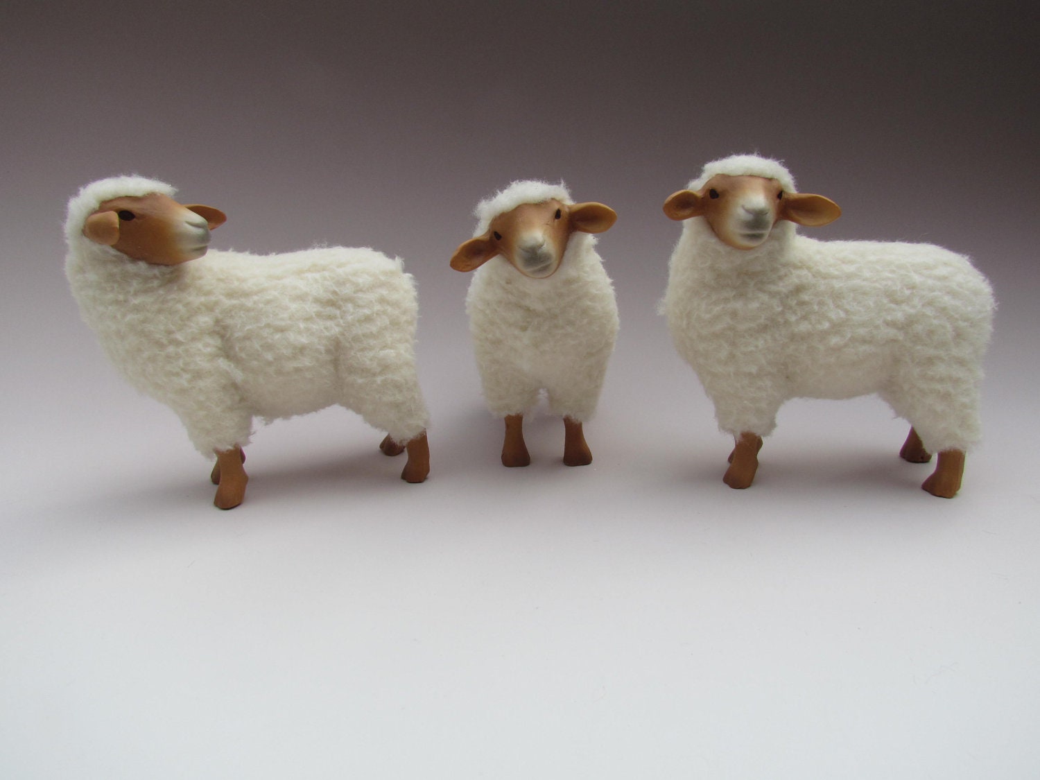 American Tunis Sheep