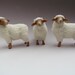 American Tunis Sheep