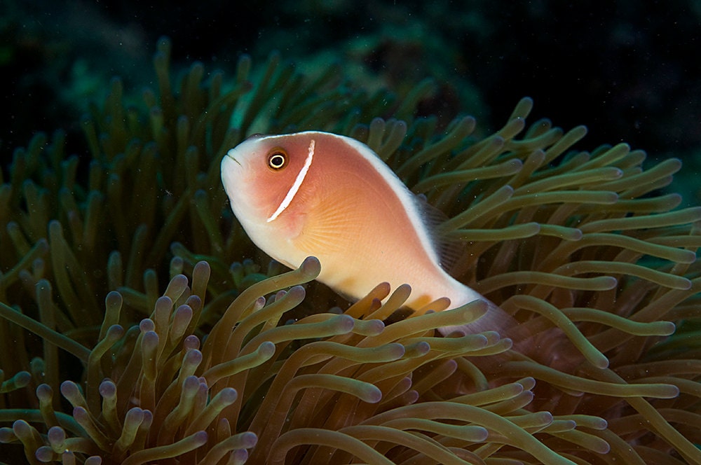 Clown Fish Photo 8x12 Underwater Photography Home Decor Print