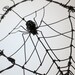 Wonky Barbed Wire Heart With Spider Web And Spider Made To Order
