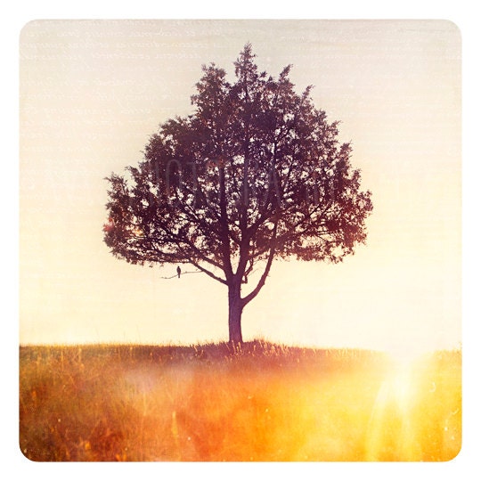 Wyoming Lone Pine and Songbird at Sunset - 8x8 Fine Art Print