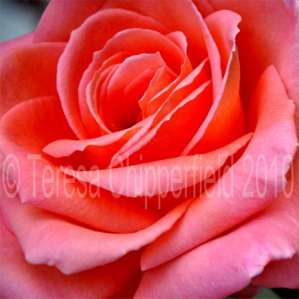 Beautiful Rose - 8 x 8 Fine Art Digital Photo Print - Vibrant Pink Rose - Close up - Affordable Home Decor - Wall Art