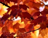 Fine Art Photography - Beautiful Fall - 8 x 12 - Digital Photo Print - Autumn Leaves - Affordable Home Decor - Orange Glowing Art