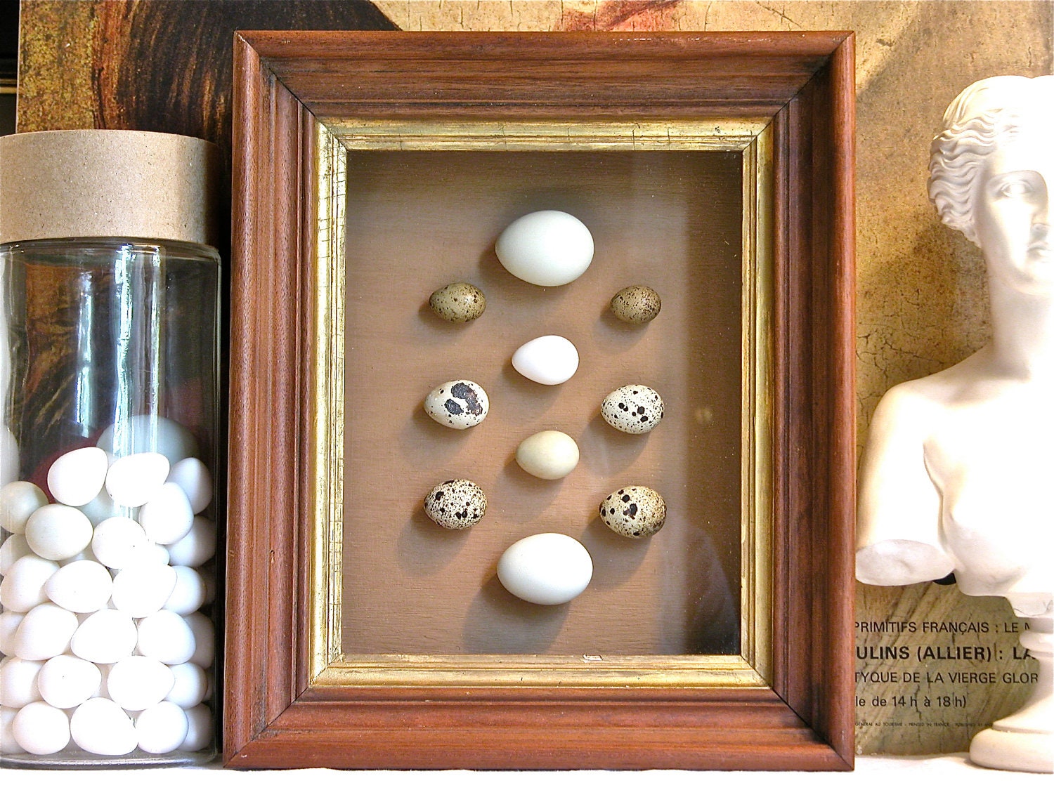 Bird Egg Specimen Box