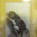 Vintage framed Boston Terrier photographs