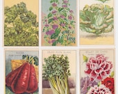14 Antique French Vegetable, Herb and Flower Seed Packet Labels BOTANIC PRINT - simplyfrenchvintage